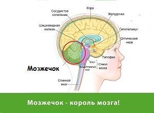 Мозжечок - король мозга